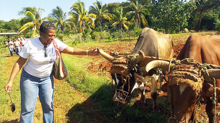American visitor pets Cuban cow.